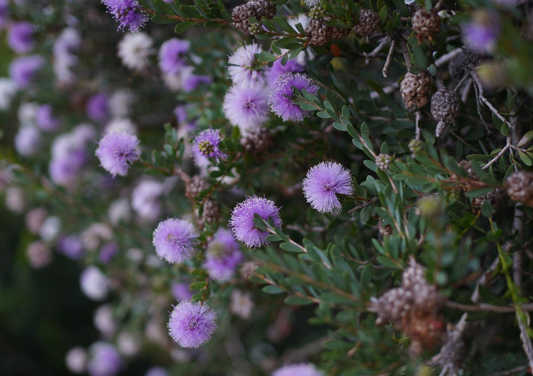 Melaleuca nesophila mor top çalısı