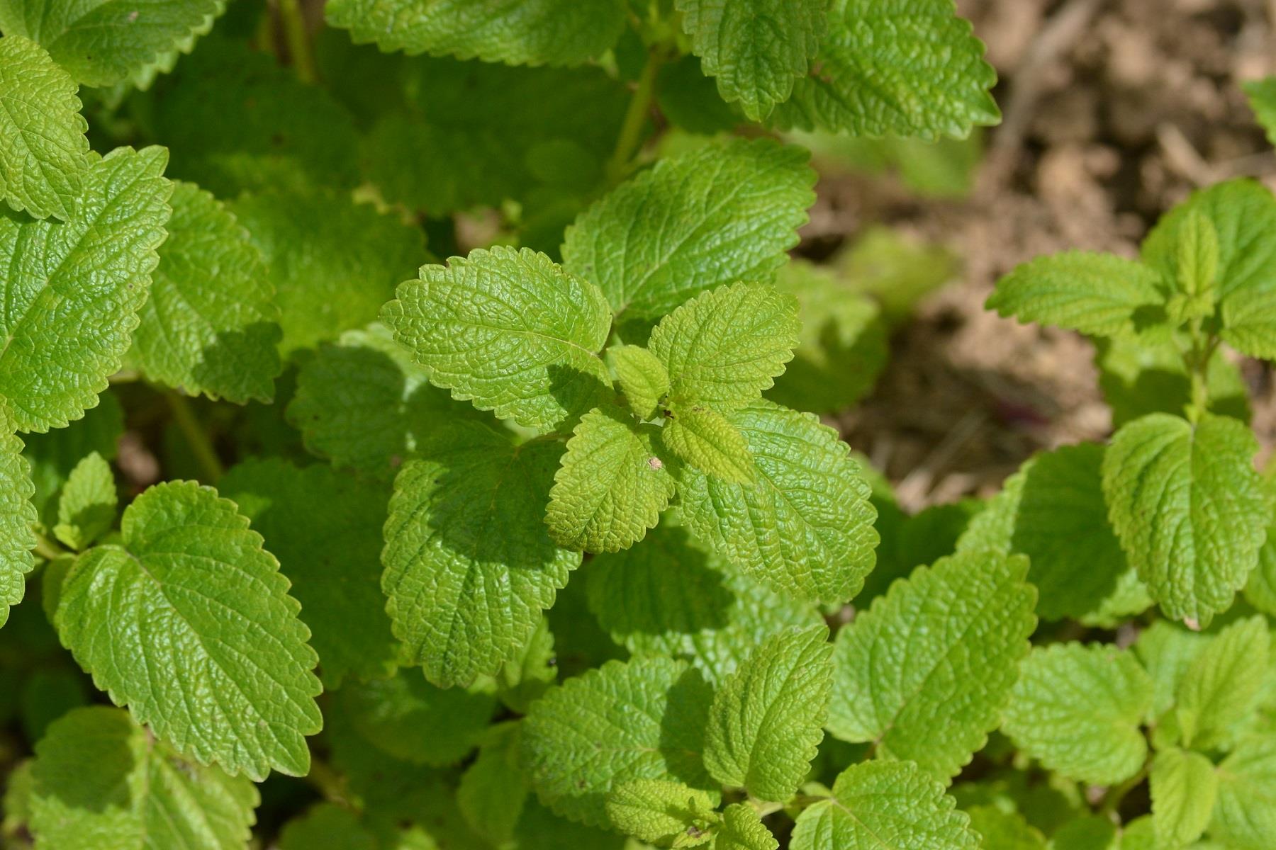 Melissa officinalis Tıbbi melisa Oğulotu oğul otu fidesi