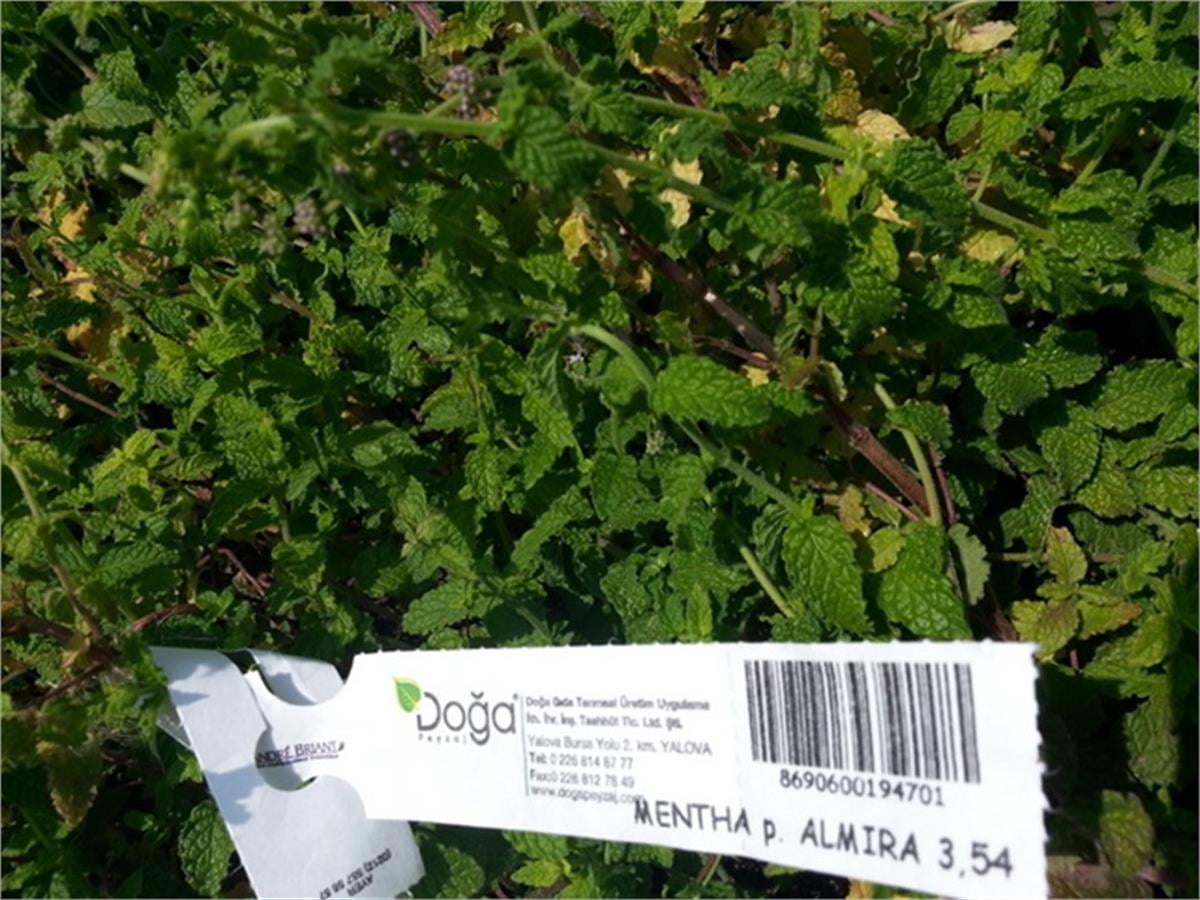 Mentha x Piperita Almira çilek nane fidesi