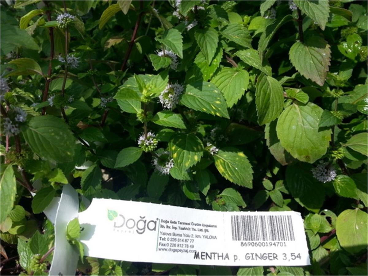 Mentha x Piperita ginger Zencefil nane fidesi