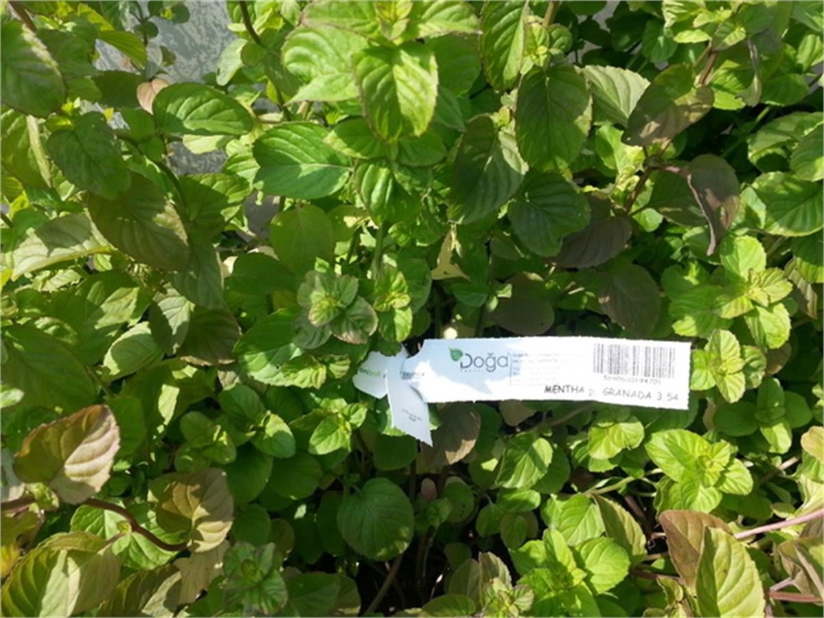 Mentha x Piperita Granada Portakal nane fidesi