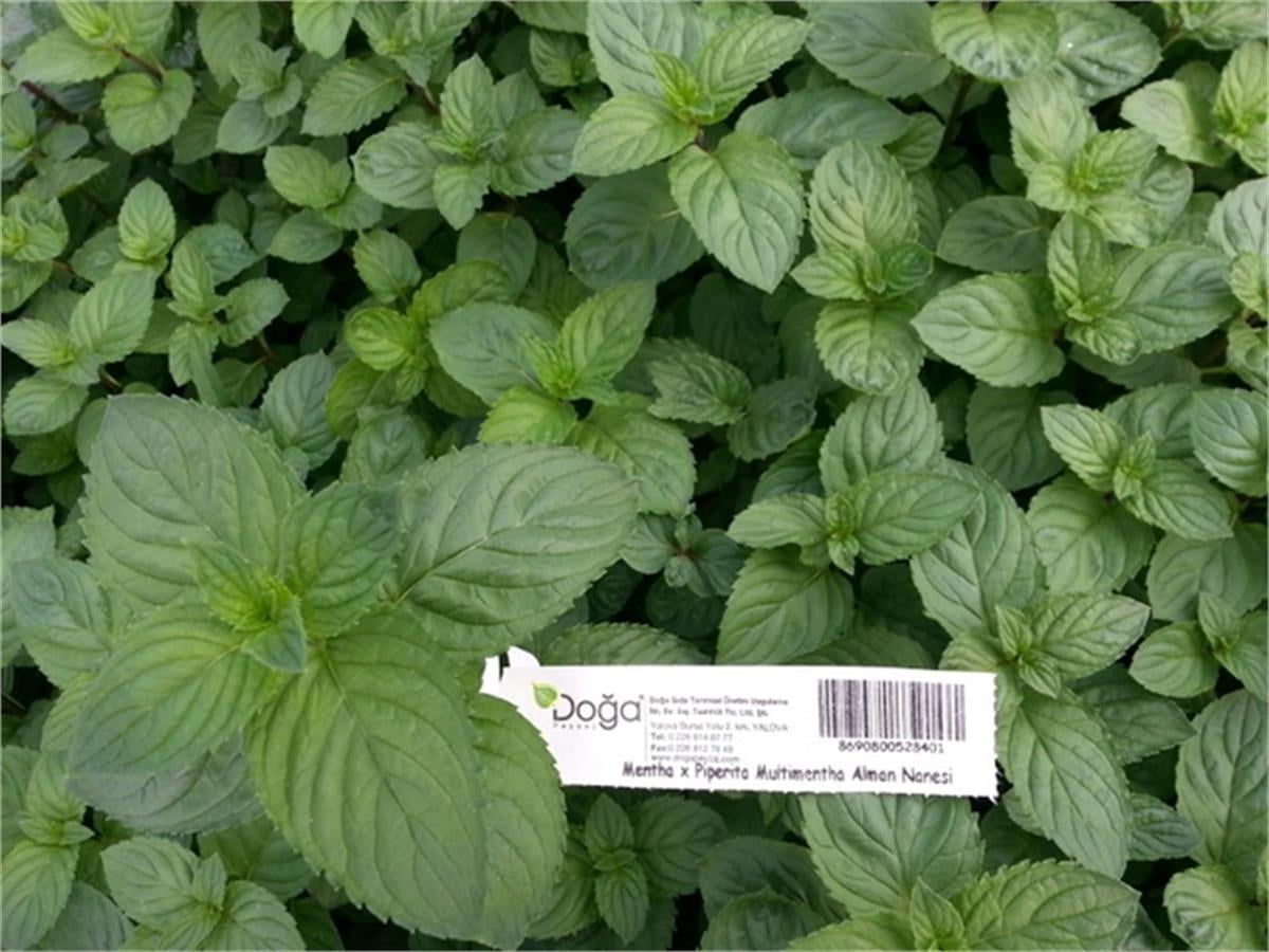 Mentha x Piperita Multimentha Alman nanesi fidesi