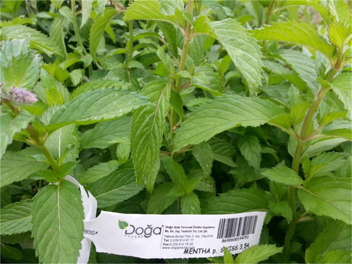 Mentha x Piperita Swiss İsviçre nanesi fidesi