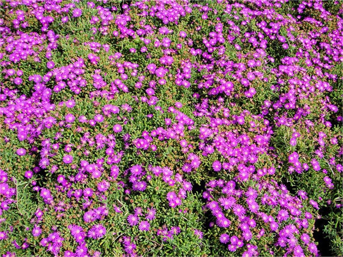 Mesembryanthemum Acem Halısı fidesi 12 adet | 1001fidan.com