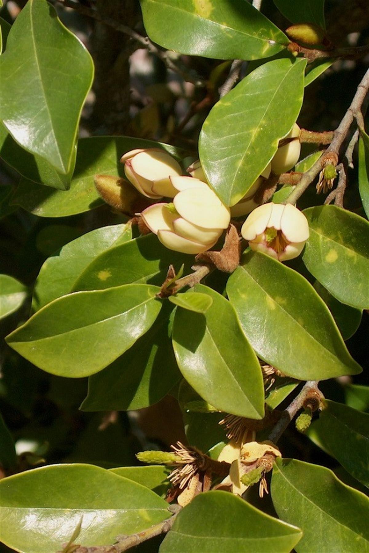 Michelia figo Muz Çalısı fidesi