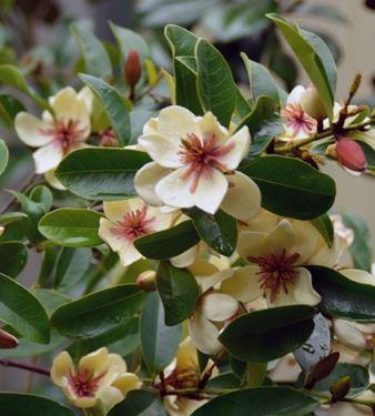 Michelia White Caviar Beyaz Kokulu Çiçekli Manolya Fidanı