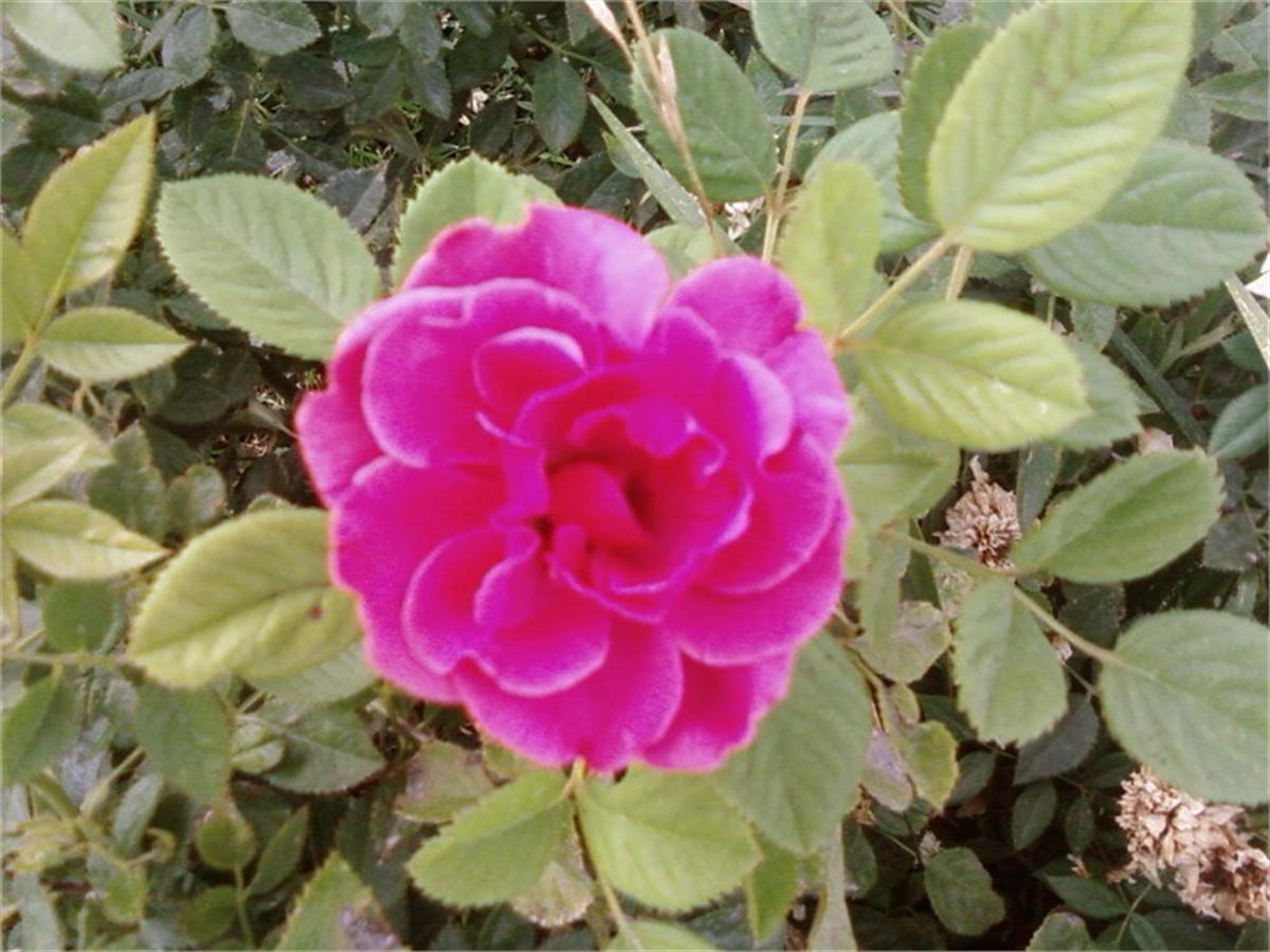 Minyatür Pembe Gül fidanı