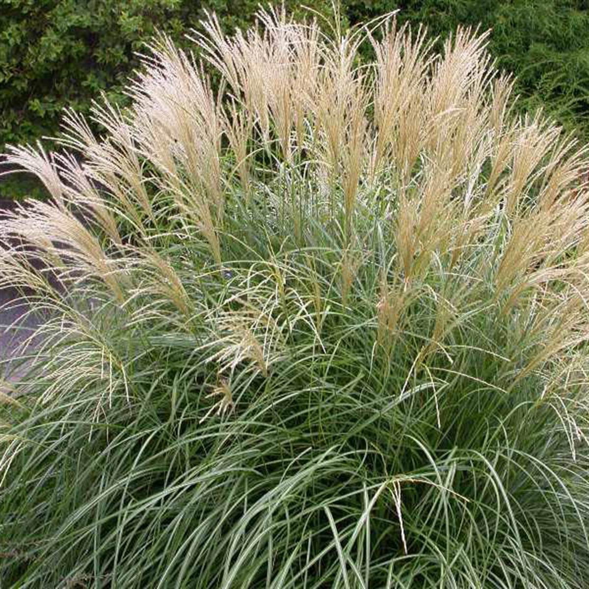 Miscanthus sin. Adagio Çin Kılıçotu fidesi