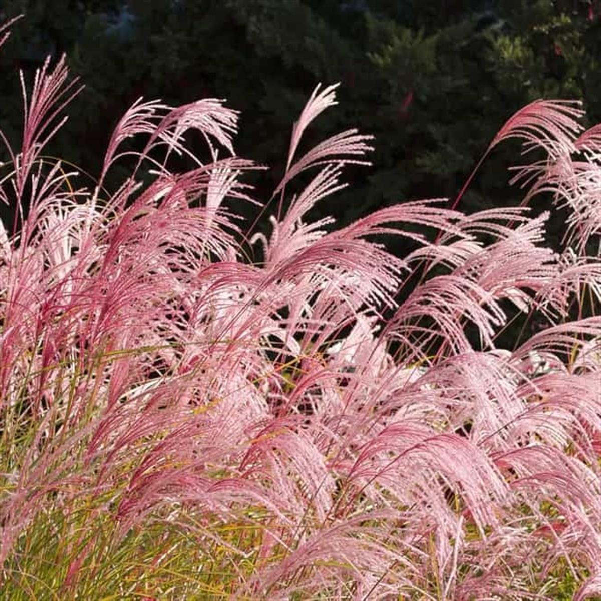 Miscanthus sin. Flamingo Çin Kılıçotu fidesi