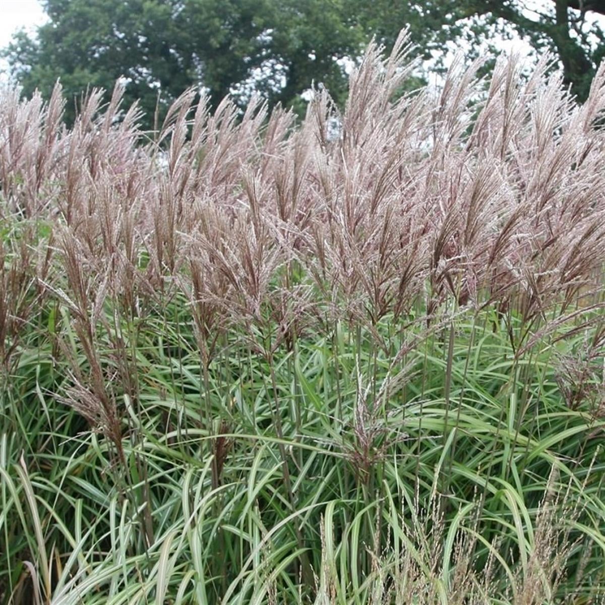 Miscanthus sin. Malepartus Çin Kılıçotu fidesi
