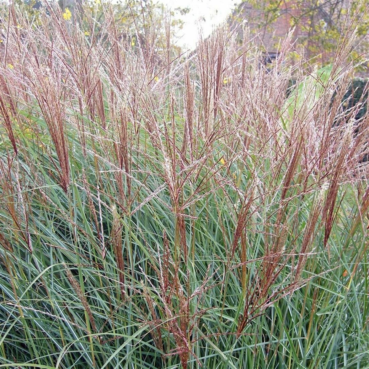 Miscanthus sin. Silberspinne Çin Kılıçotu fidesi