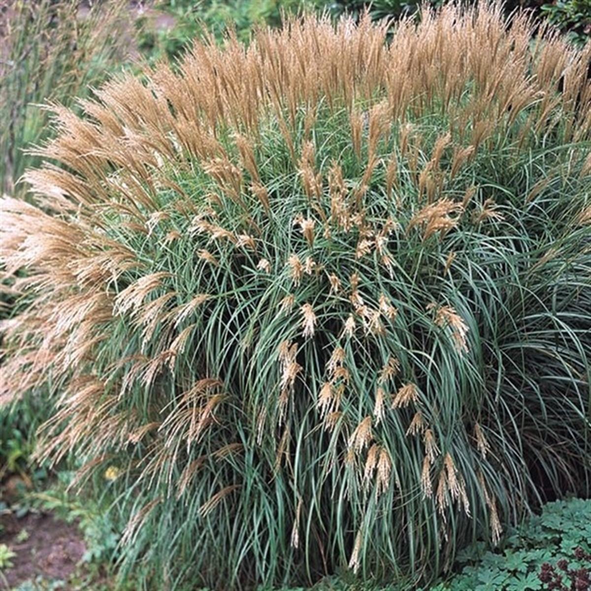 Miscanthus sin. Yakushima Dwarf Çin Kılıçotu fidesi