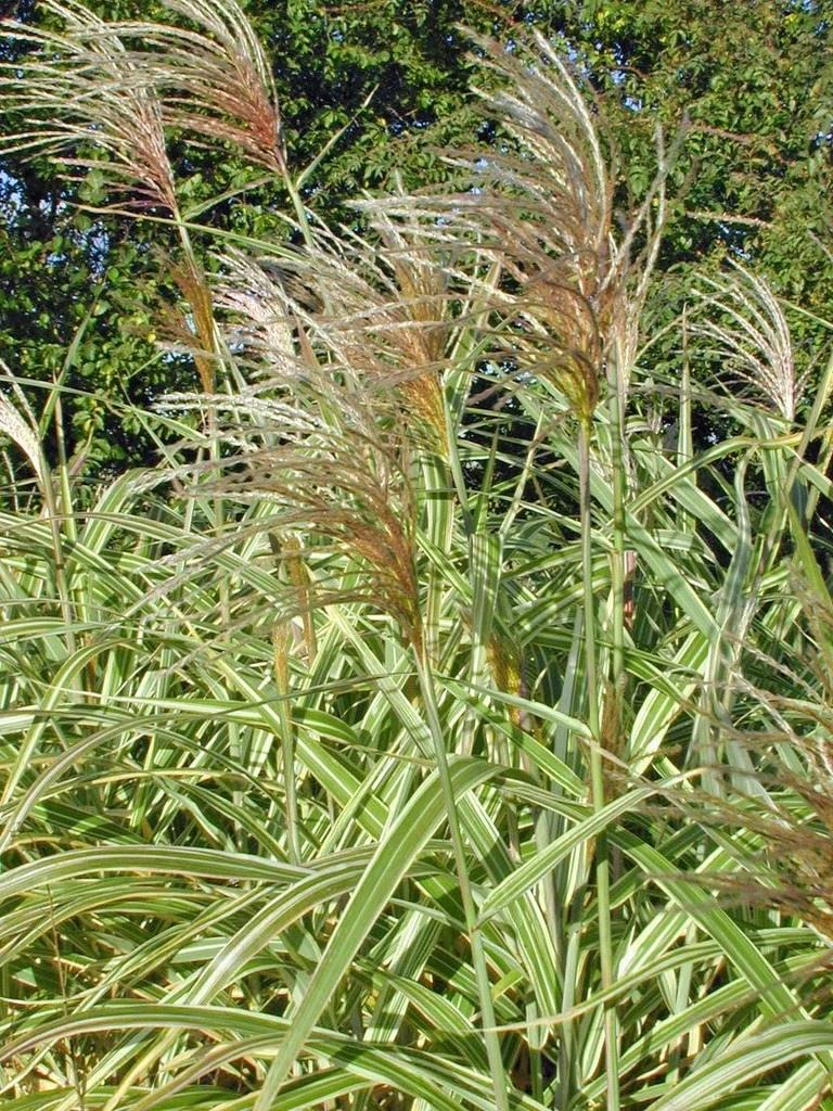 Mıscanthus sinensis condensatus cosmopolitan