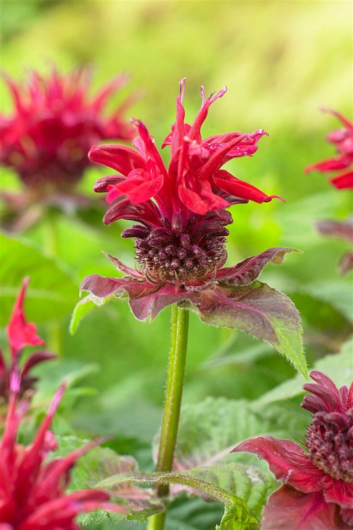 Monarda didyma Fire Ball Altınoğul otu