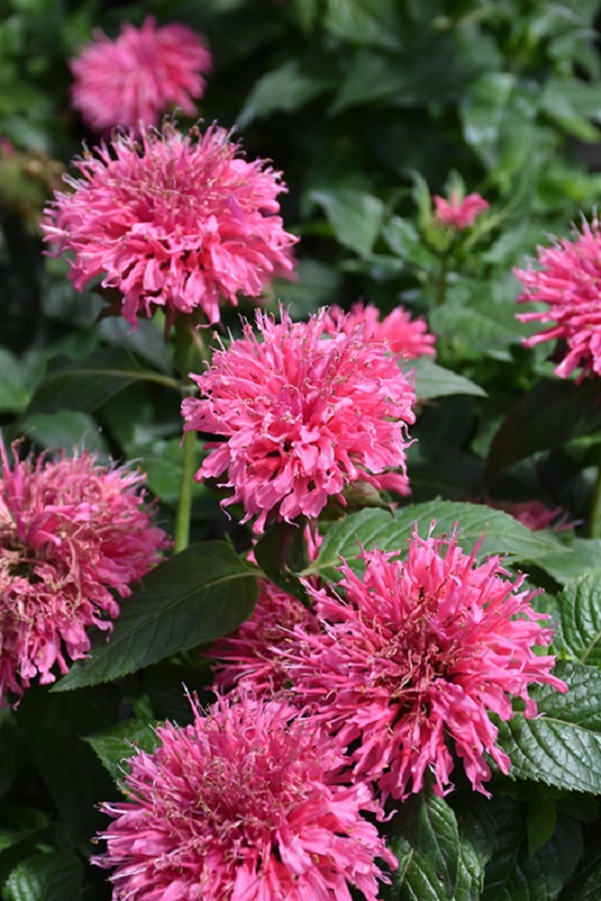 Monarda pembe altınoğul otu, bergamot fidanı Sugar Buzz Bubblegum Blast