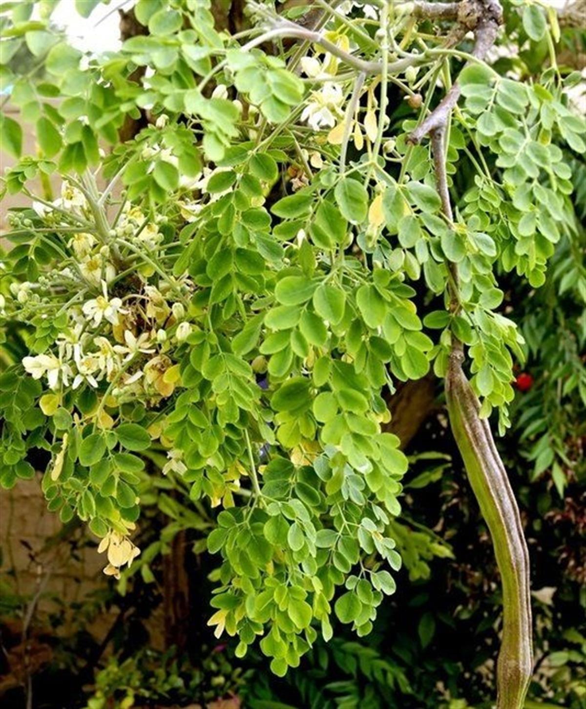 Moringa oleifera Moringa fidanı