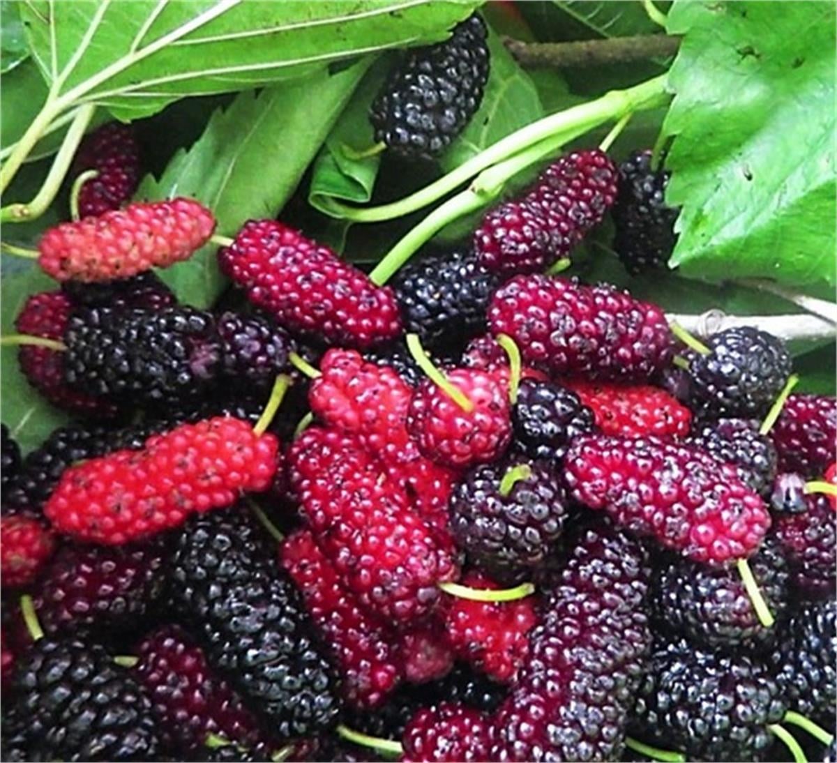 Morus nigra Avustralya Yediveren Dut fidanı