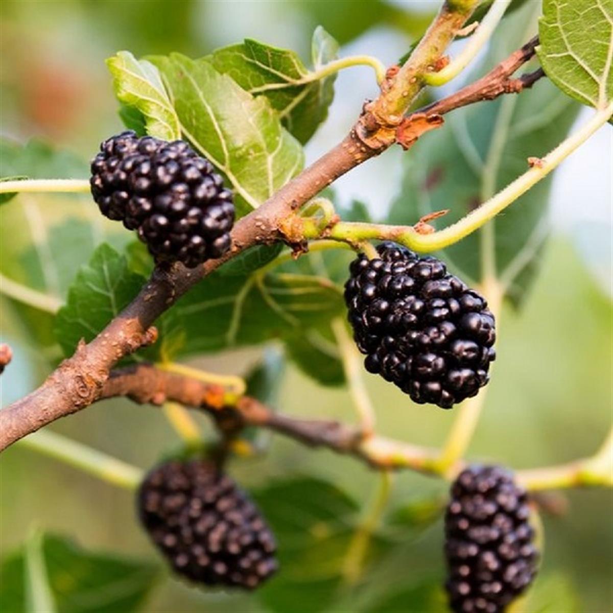Morus nigra Bursa Siyahı Dut fidanı