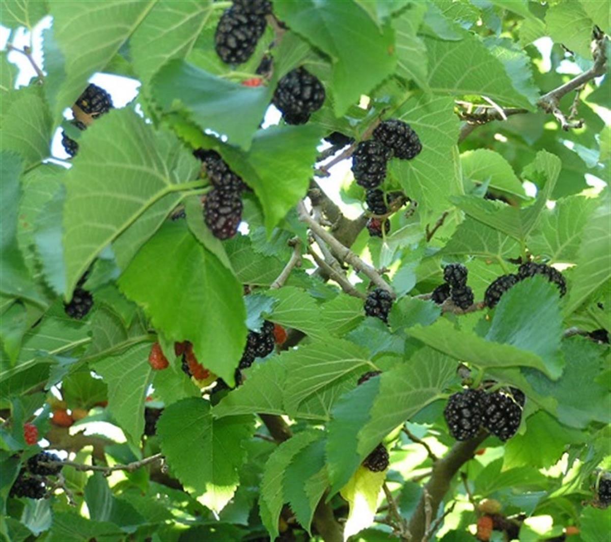 Morus nigra Siyah Aşılı Dut fidanı