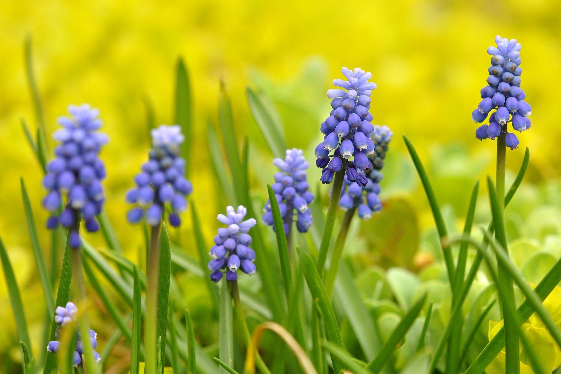 Muscari Armeniacum Üzüm Sümbülü Dağ Sümbülü Soğanı
