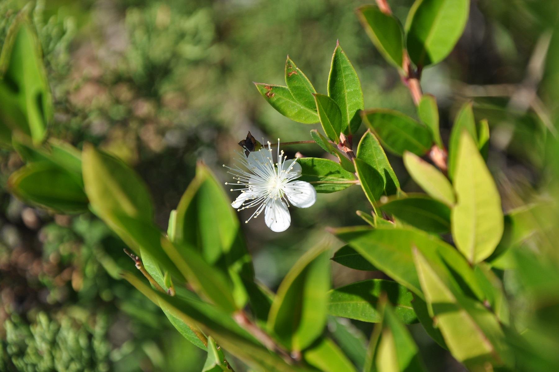 Myrtus communis Aşılı Antalya Mersini