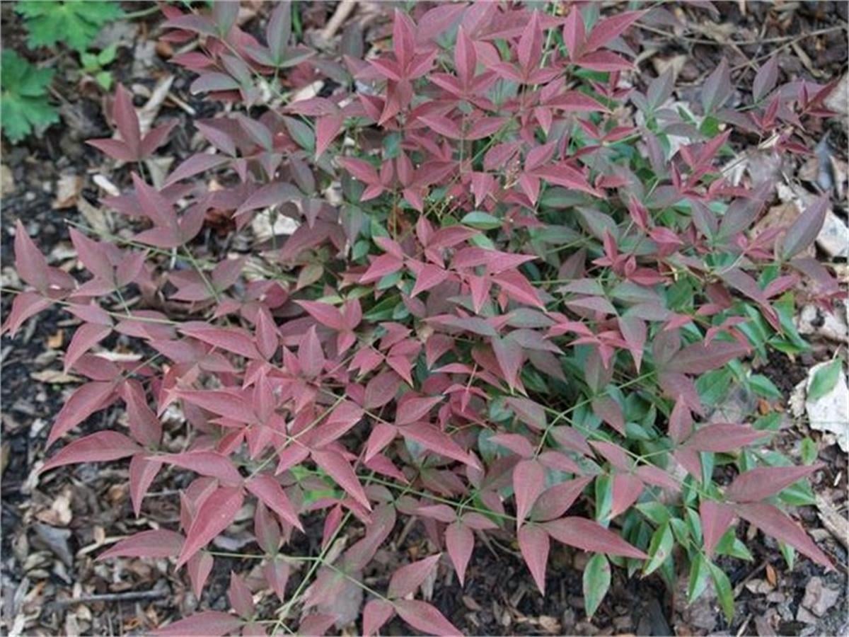 Nandina domestica Flirt murasaki Cennet Bambu fidanı