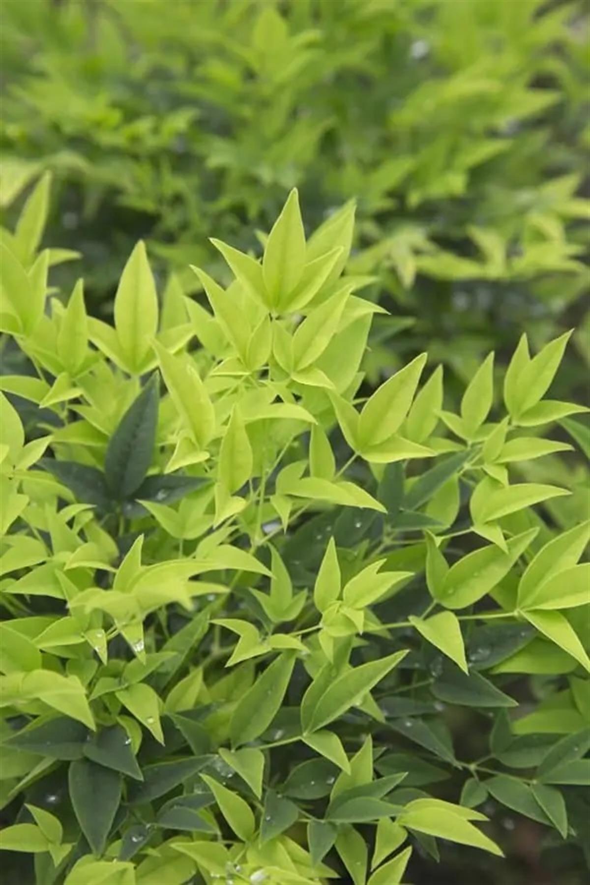Nandina domestica Magical Lemon Lime Cennet Bambu fidanı