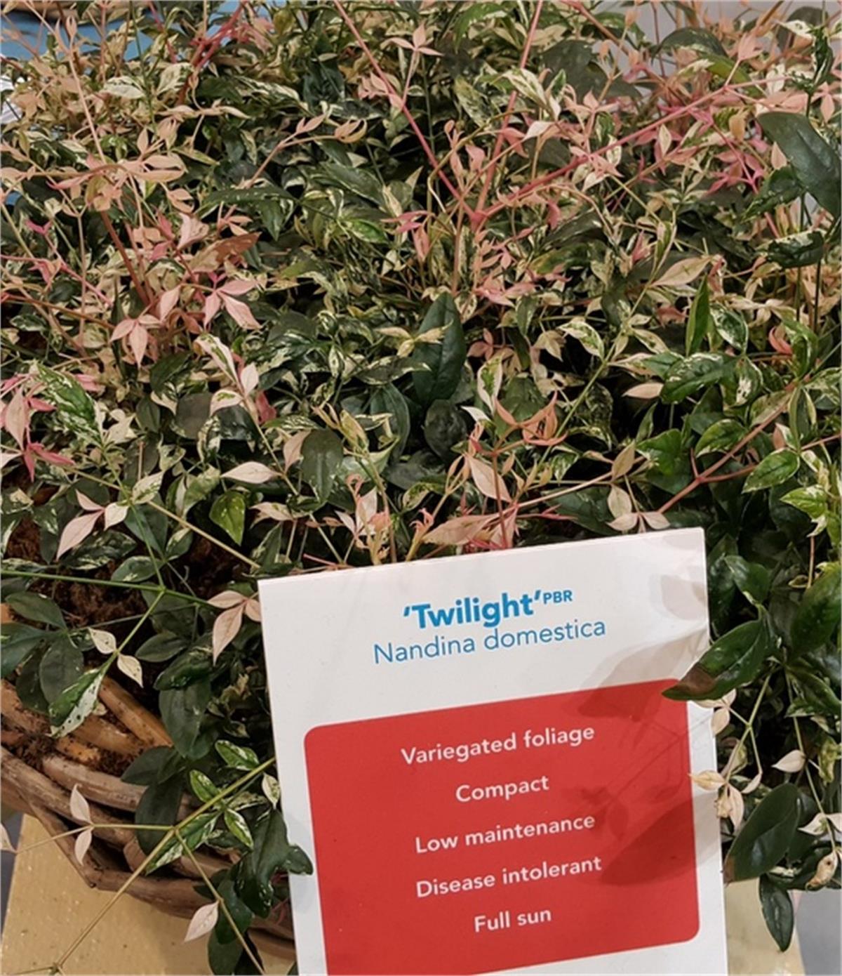 Nandina domestica Twilight Cennet Bambu fidanı