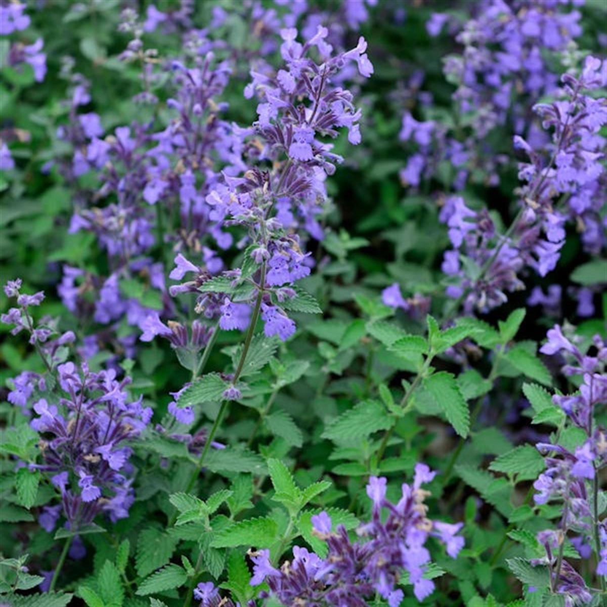 Nepeta Senior Kedi Nanesi fidesi