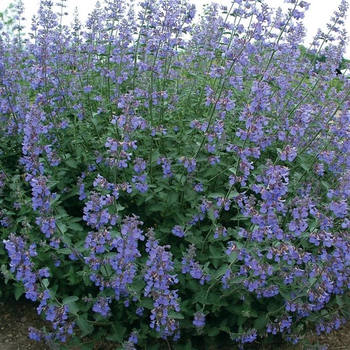 Nepeta Six Hills Giant Kedi Nanesi fidesi