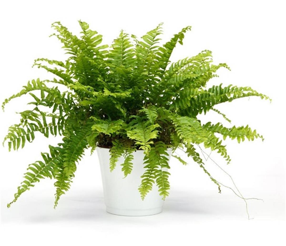 Nephrolepis exaltata Aşk Merdiveni fidanı