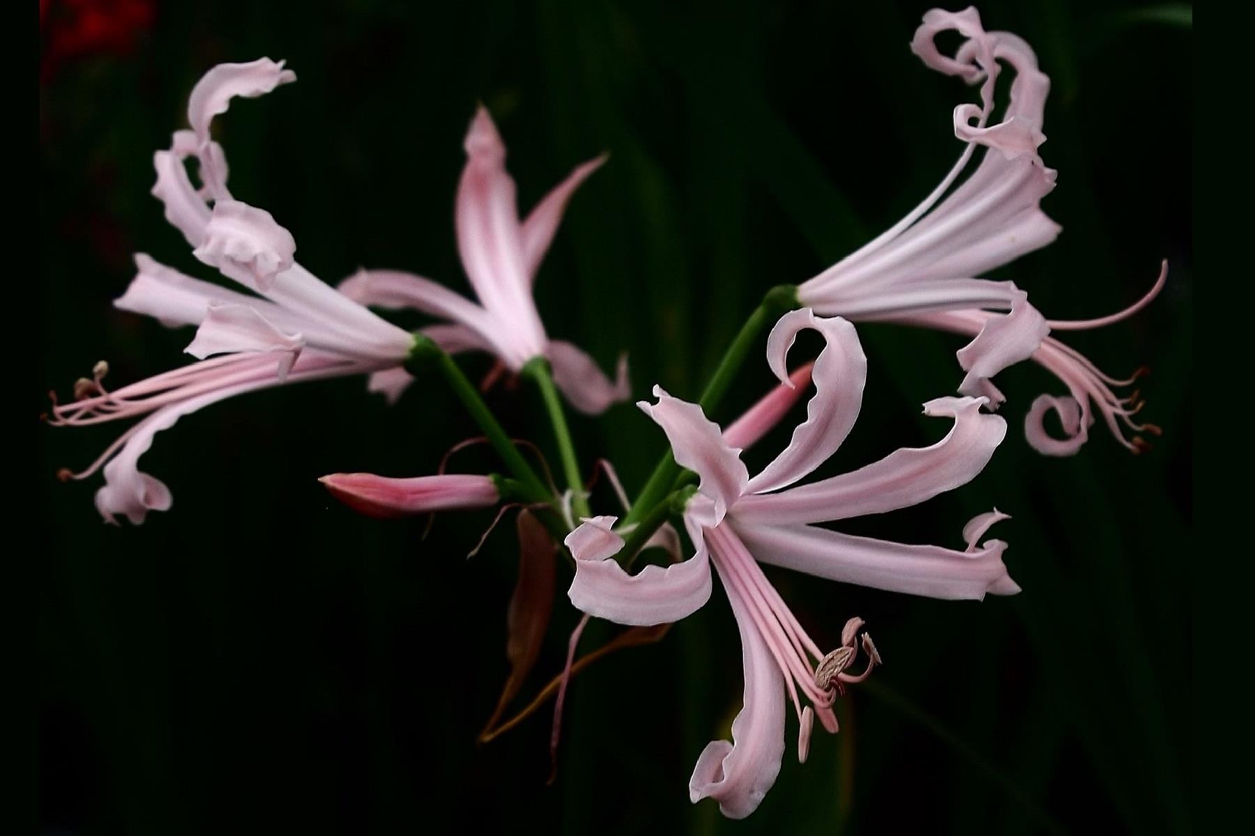 Nerine bowdenii Narin Çiçeği fidesi - Nikita