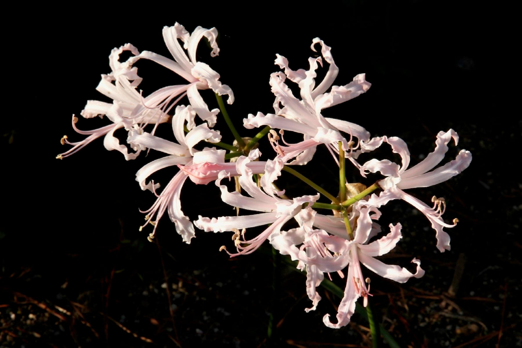 Nerine bowdenii Narin Çiçeği fidesi - Vesta