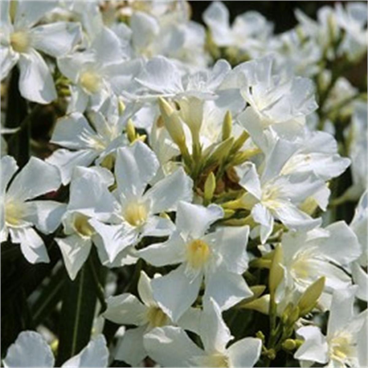 Nerium oleander Soeur Agnes Beyaz Zakkum fidanı