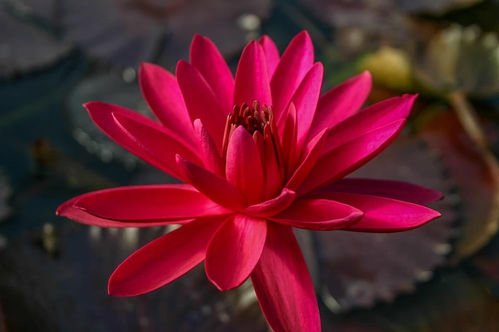 Nymphaea Kırmızı Nilüfer Bitkisi