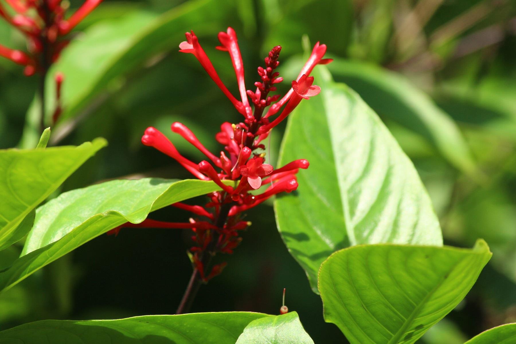 Odontonema strictum Alev Çiçeği