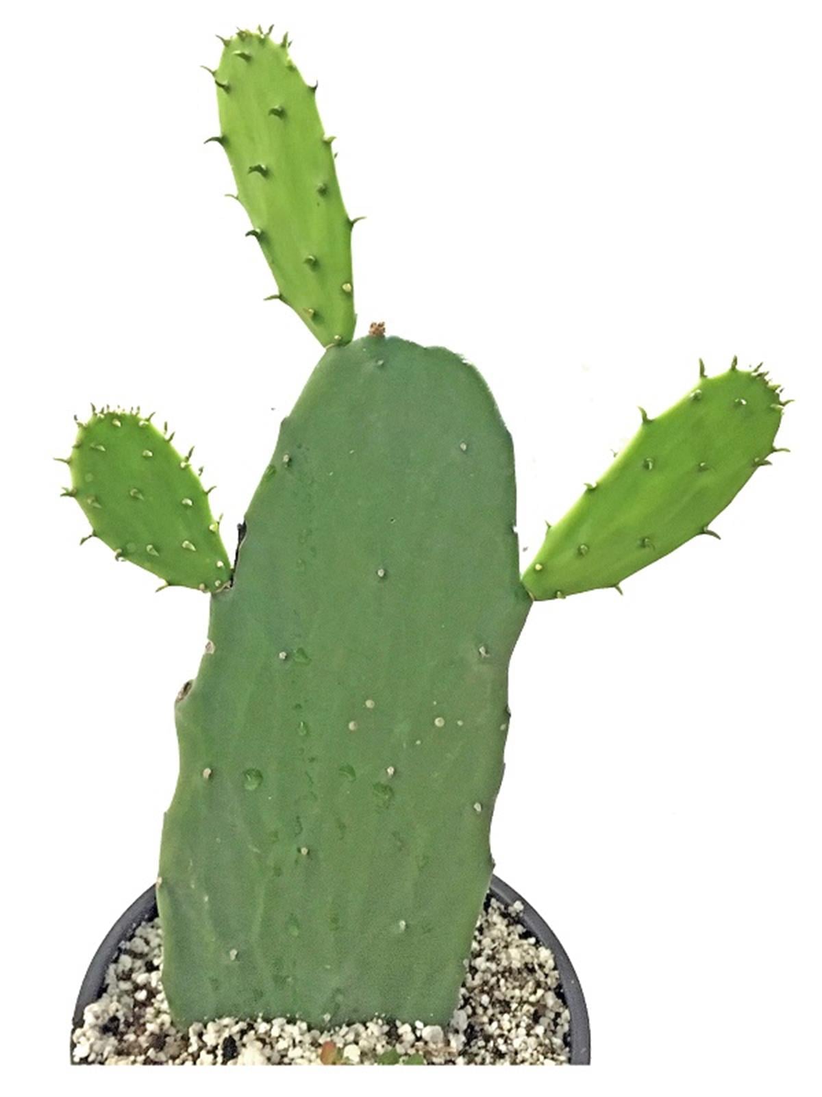 Opuntia microdasys Tavşan Kulağı fidesi