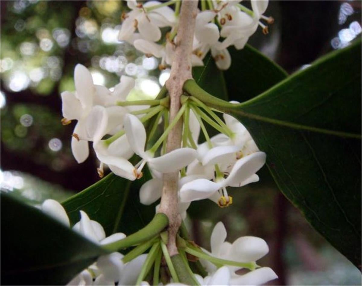 Osmanthus fragrans Kokulu Osmantus Çay zeytini fidanı