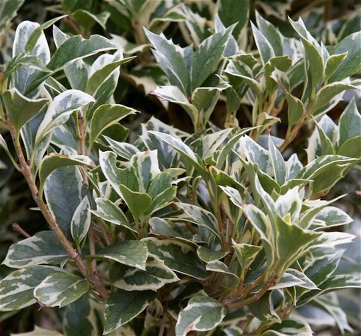 Osmanthus heterophyllus Variegatus alacalı osmantus fidanı