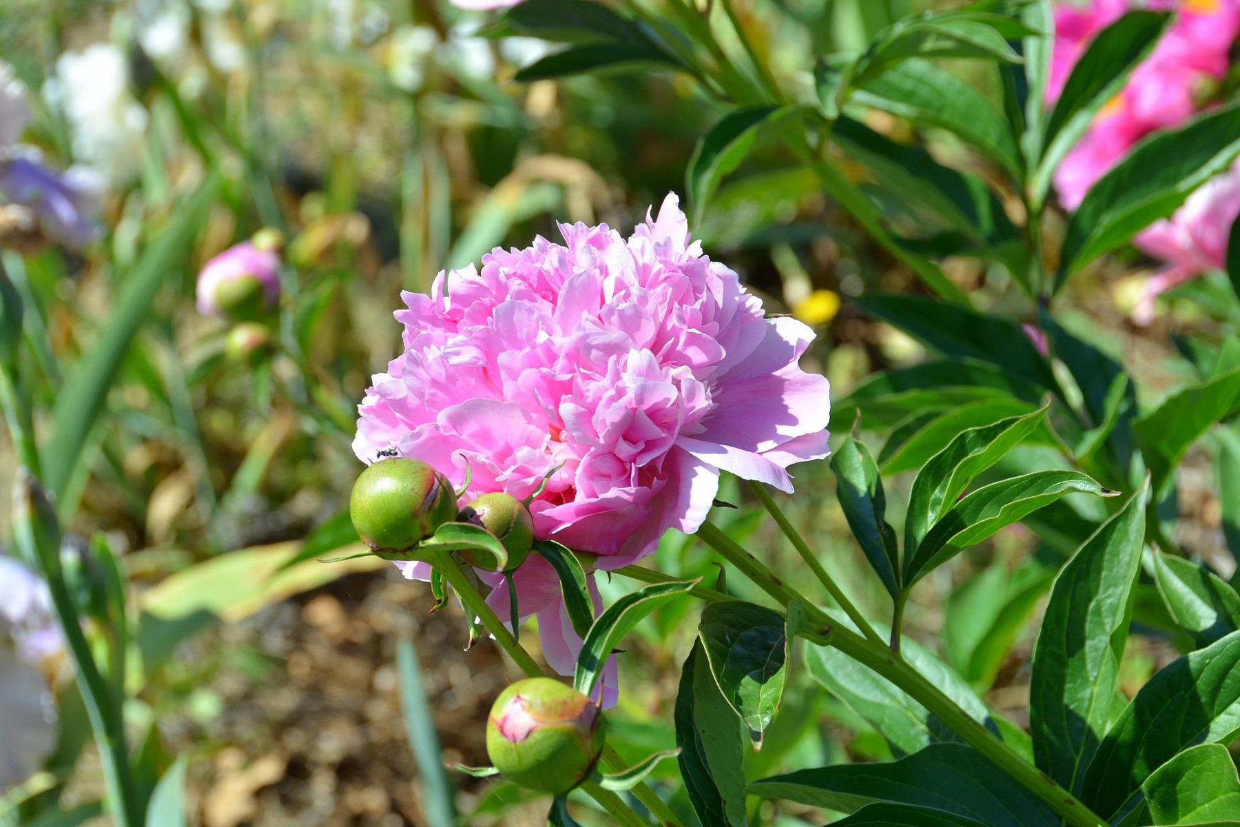 Paeonia lactiflora Yumru, Kokulu Şakayık Sorbet