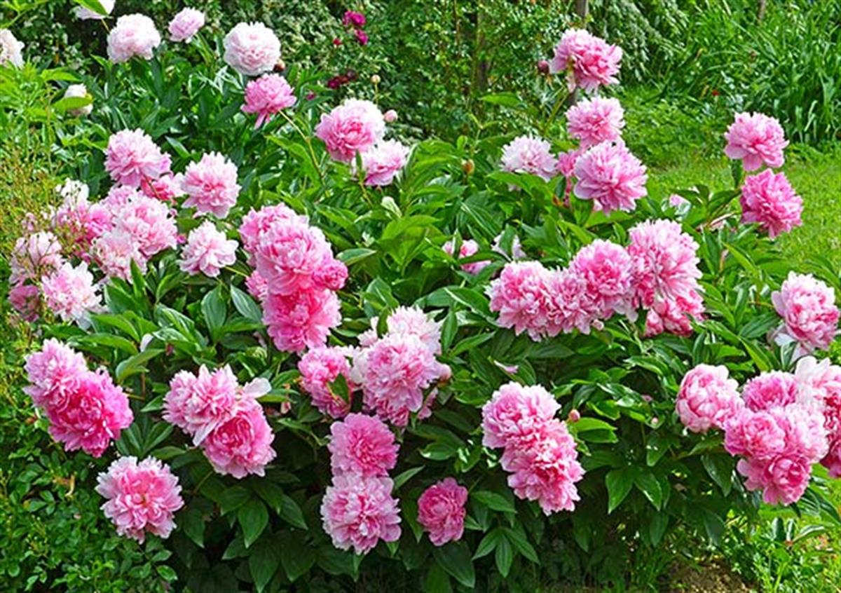 Paeonia lactiflora Yumru Şakayık Alexander Fleming 0-20 cm