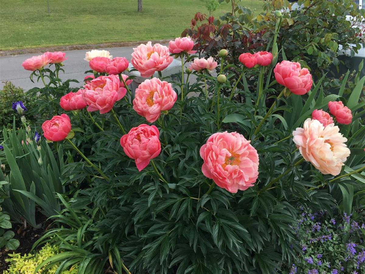 Paeonia lactiflora Yumru Şakayık Coral Sunset 0-20 cm