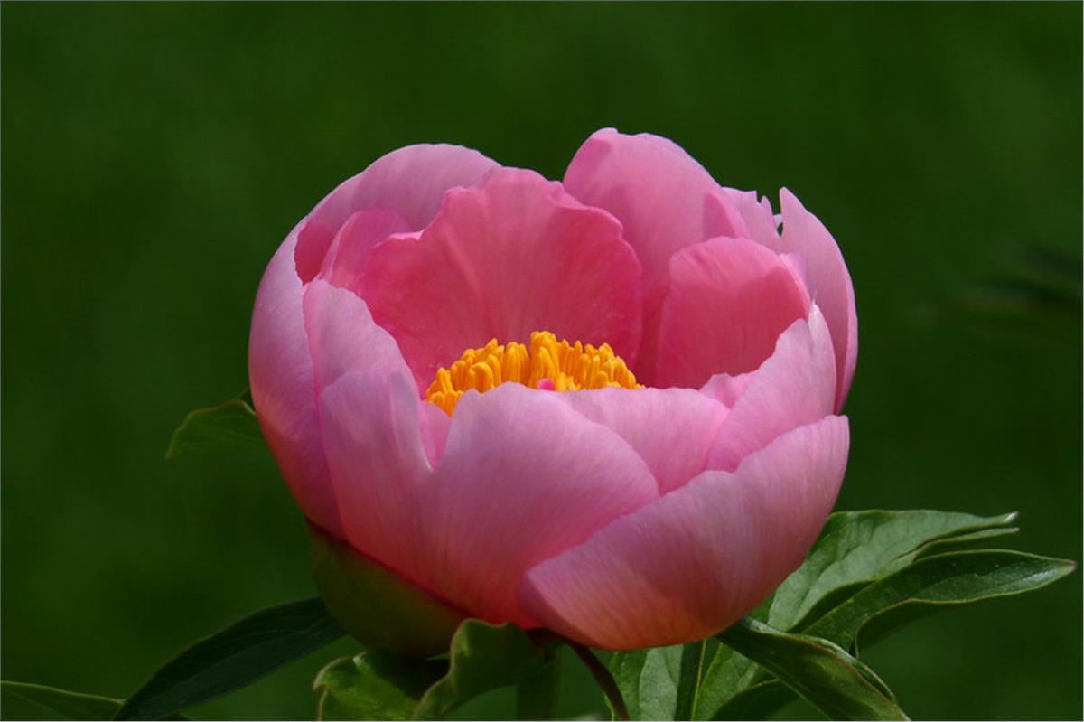 Paeonia lactiflora Yumru Şakayık Cytherea