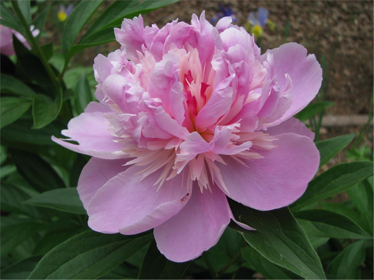 Paeonia lactiflora Yumru Şakayık Emile Debatene