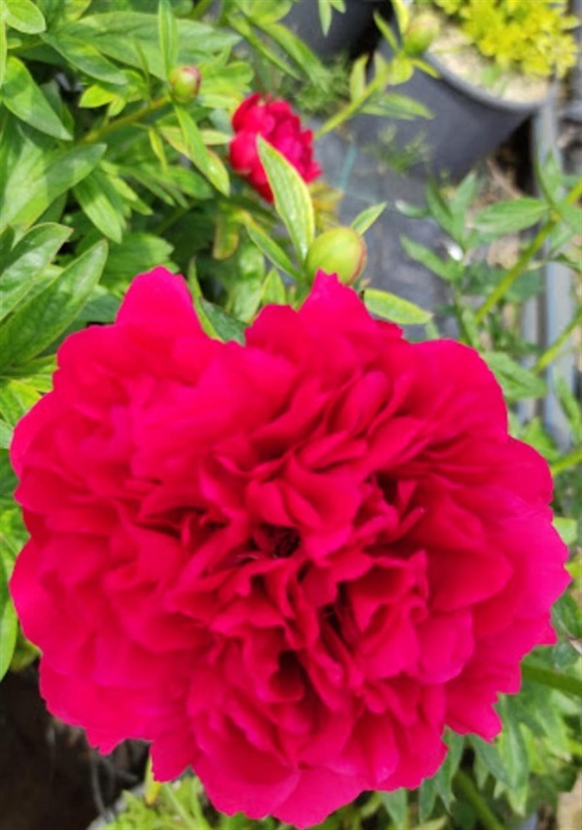 Paeonia lactiflora Yumru Şakayık fidesi 0-20 cm