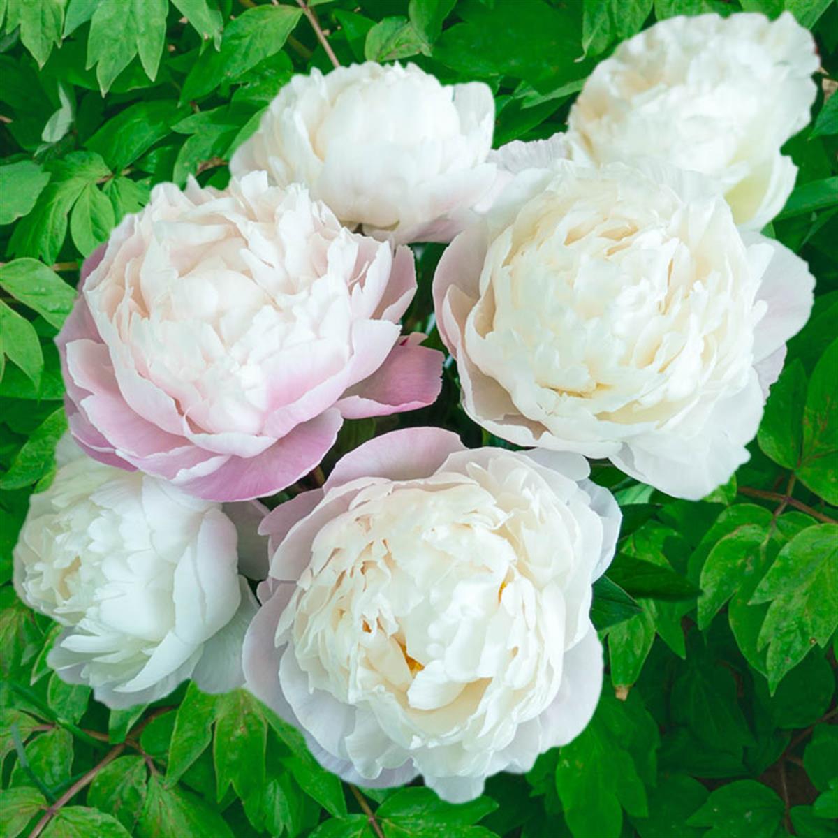 Paeonia lactiflora Yumru Şakayık Gardenia 0-20 cm