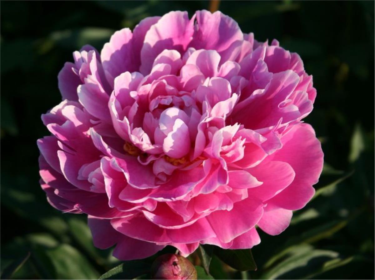 Paeonia lactiflora Yumru Şakayık Gilbert Berthelot
