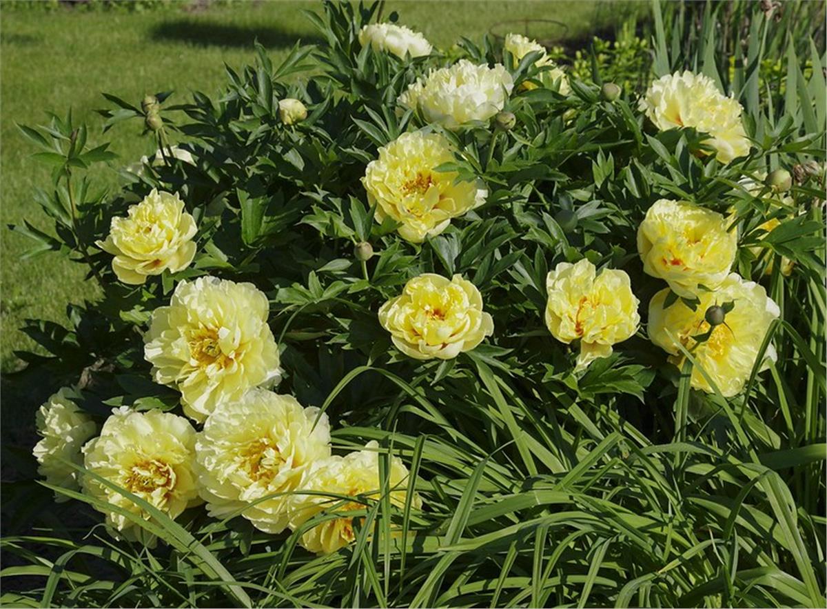 Paeonia suffruticosa Ağaç Şakayık fidanı Bartzella