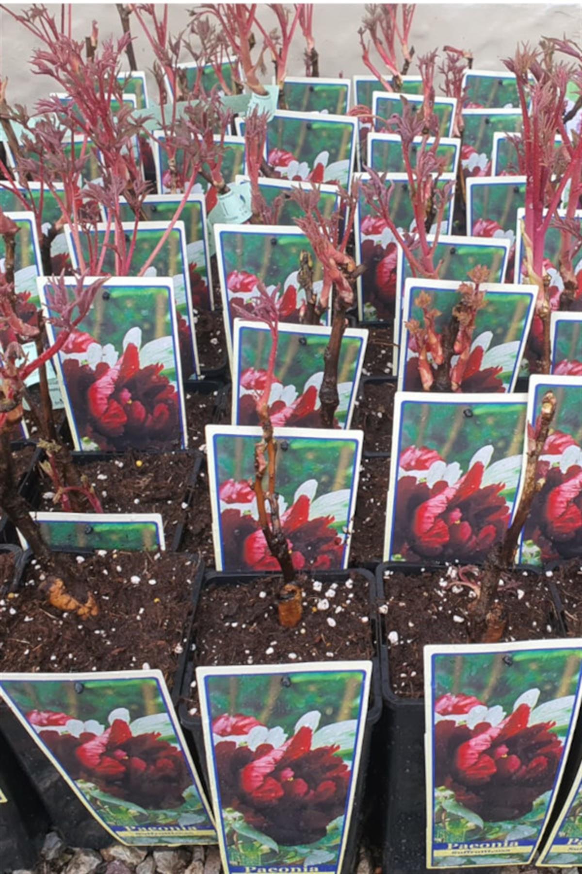 Paeonia suffruticosa Black Ağaç Şakayık fidanı