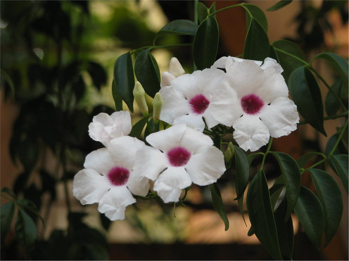 Pandorea jasminoides Pandora Yasemini fidanı